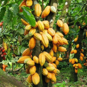 CACAO